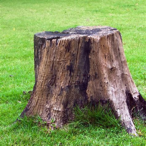 realistic tree stump